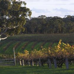 Barossa Valley Hotels Find