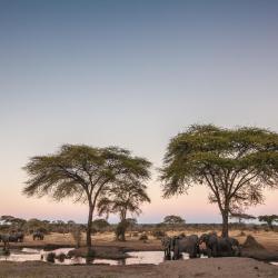 Chobe Hotels Find