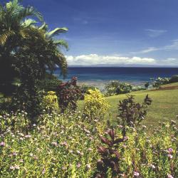 Taveuni Hotels Find
