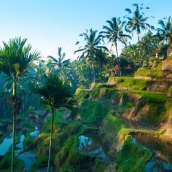 Ubud Hotels Find