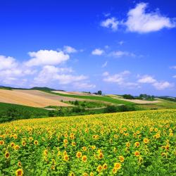 Hokkaido Hotels Find