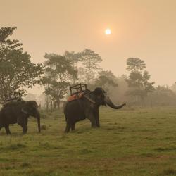 Chitwan Hotels Find