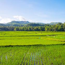 Visayas Hotels Find
