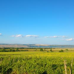 Bacău Hotels Find