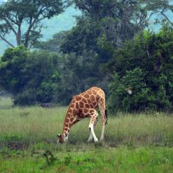 Mbarara Hotels Find