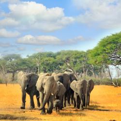 Hwange National Park Hotels Find