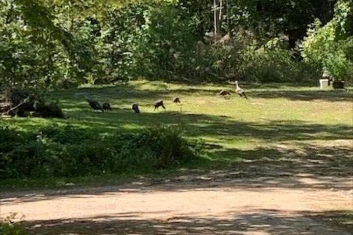 White Oak Motel & Cottages - thumb 2