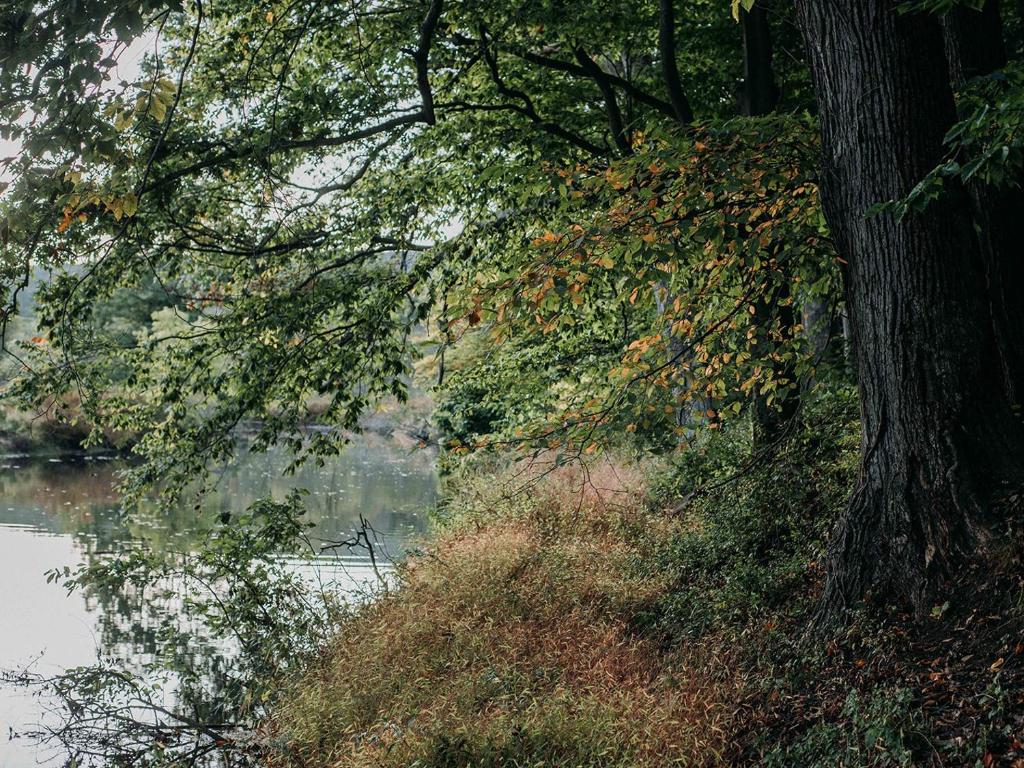 Tentrr Forest With A Trout Creek - thumb 6