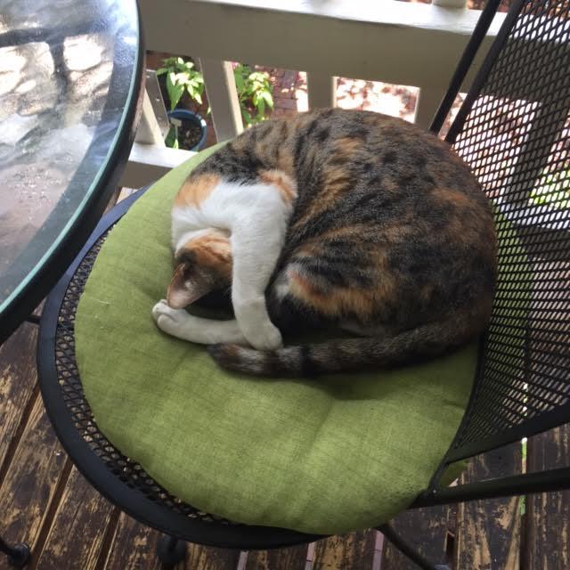 Savannah Bed & Breakfast Inn - thumb 10