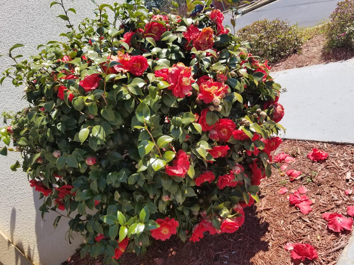 Horizon Inn Norcross - thumb 4