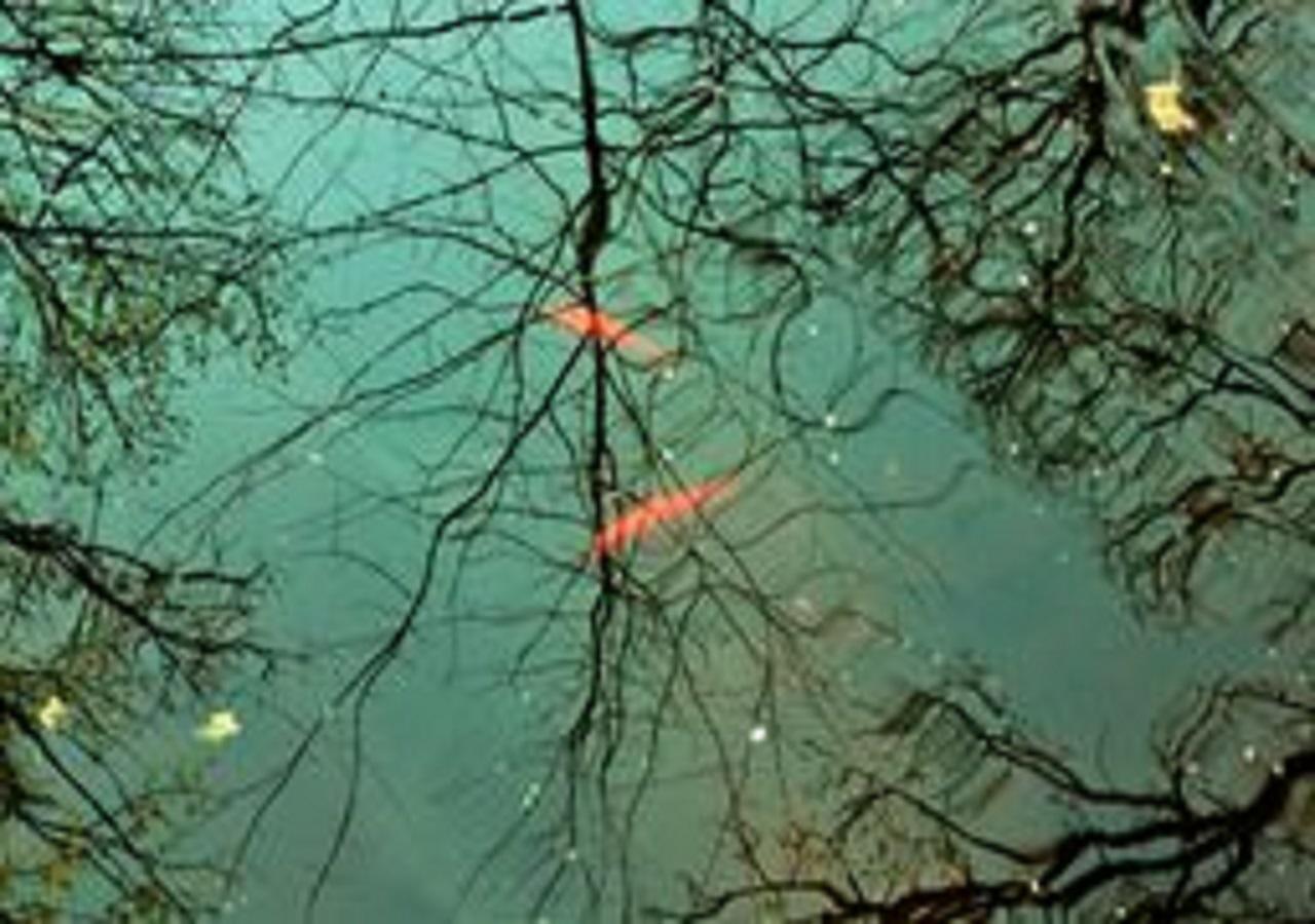 Shady Acre Motel - thumb 7