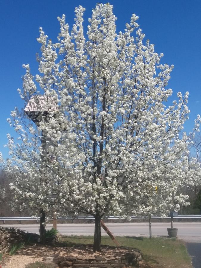 Shady Acre Motel - thumb 10