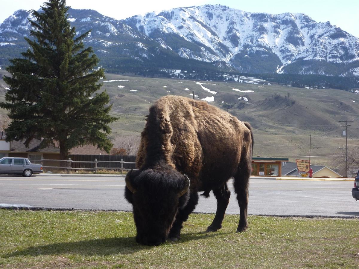 Yellowstone Gateway Inn - thumb 14