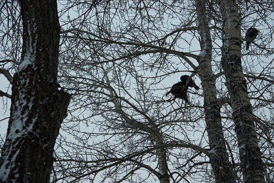Chickadee-Chalet - thumb 17