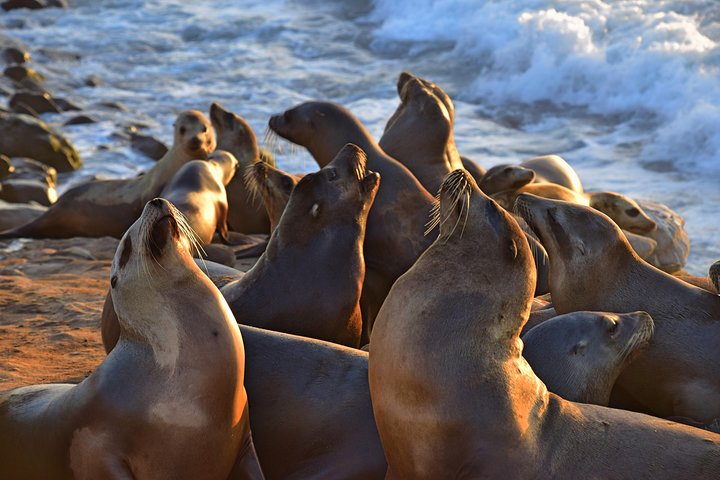 La Jolla: A Self-Guided Audio Tour Of California's Riviera - thumb 4