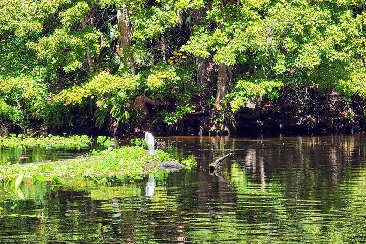 Paddle Board Or Kayak And Swim Adventure At Wekiwa Springs - thumb 2