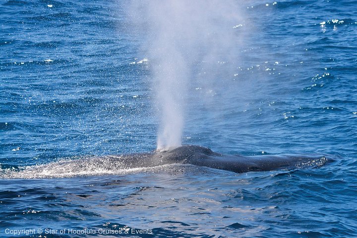 Early Bird Whale-Watching Cruise From Waikiki - thumb 1