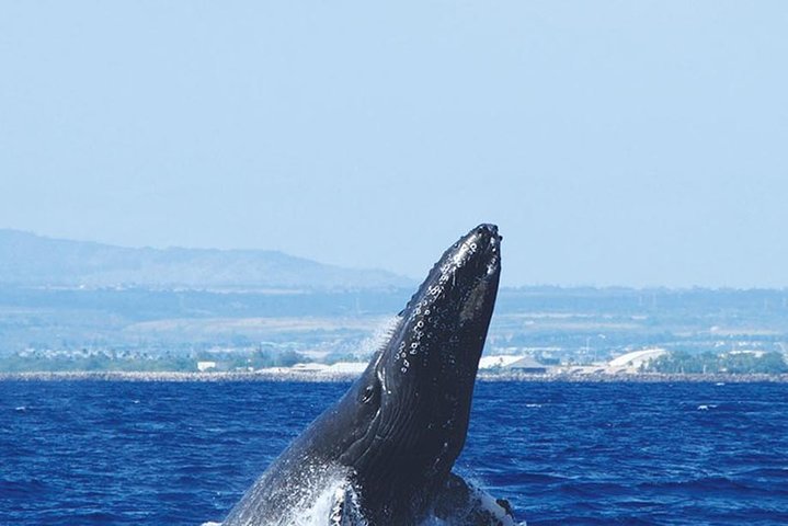 Early Bird Whale-Watching Cruise From Waikiki - thumb 2