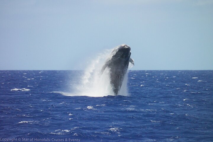 Early Bird Whale-Watching Cruise From Waikiki - thumb 4