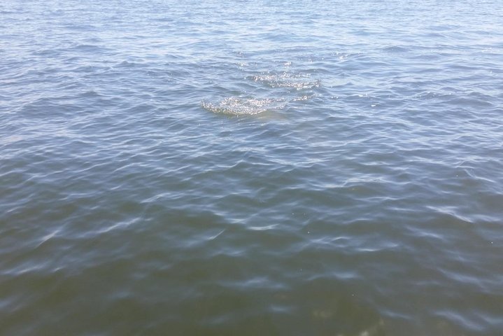 Tampa Celebrity Homes Boat Tour - thumb 0