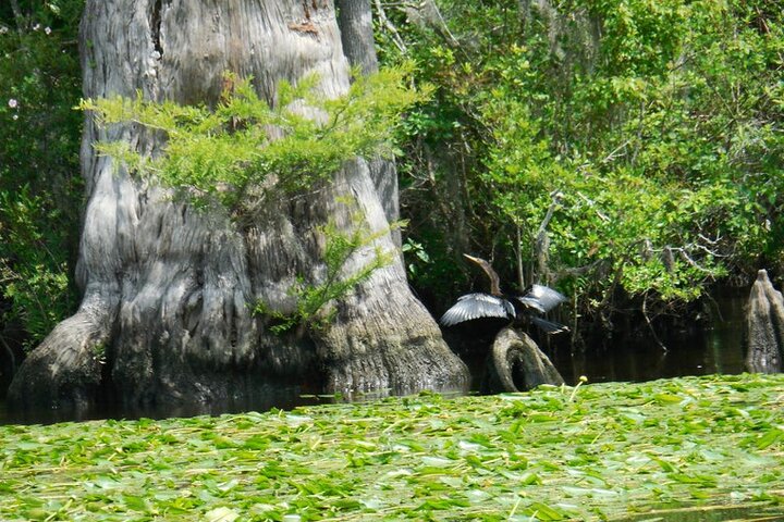 Waccamaw River Nature And Wildlife Tour - thumb 0