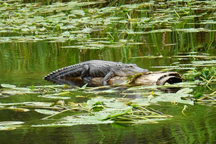 Waccamaw River Nature And Wildlife Tour - thumb 3