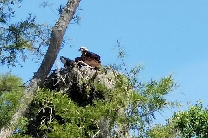 Waccamaw River Nature And Wildlife Tour - thumb 4