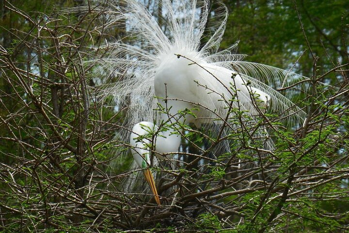 Waccamaw River Nature And Wildlife Tour - thumb 5