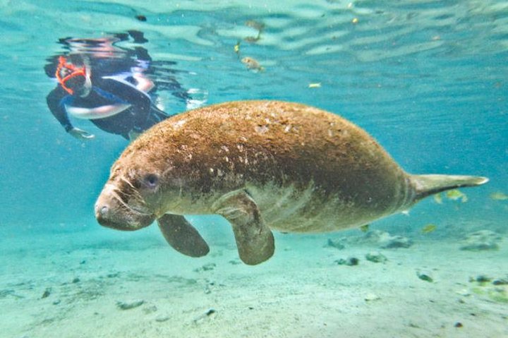 Crystal River Tour With Manatee Swim And Everglades Airboat Ride