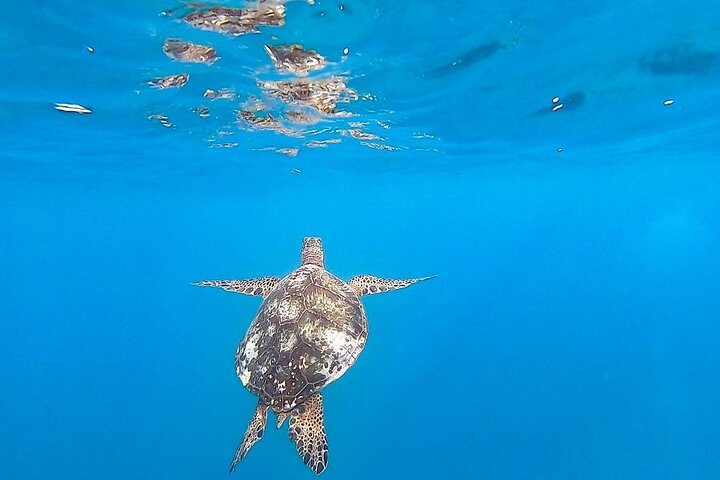 Waikiki Turtle Snorkel Adventure With Manakai Catamaran - thumb 1