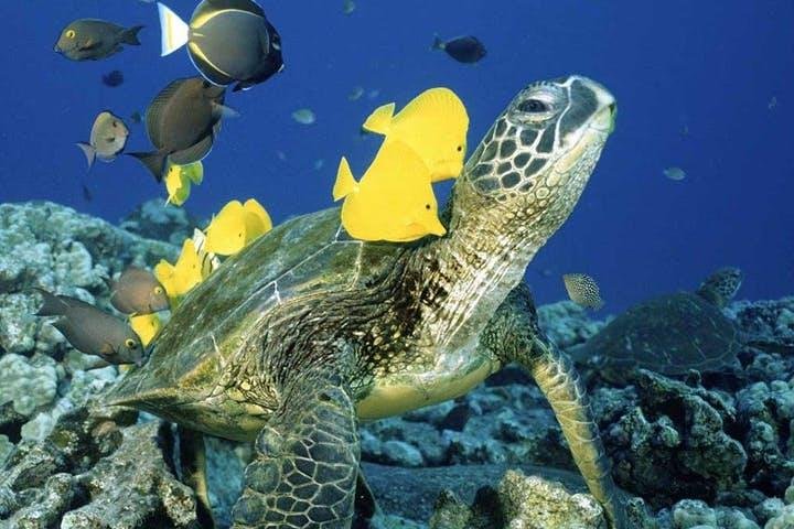 Waikiki Turtle Snorkel Adventure With Manakai Catamaran - thumb 2